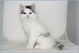 Male Siberian Kitten from Deedlebug Siberians